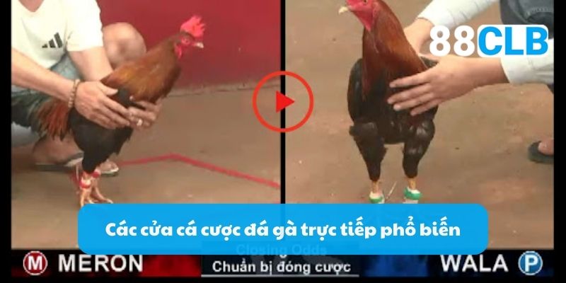 Các cửa cá cược đá gà trực tiếp phổ biến