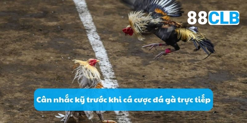 Cân nhắc kỹ trước khi cá cược đá gà trực tiếp