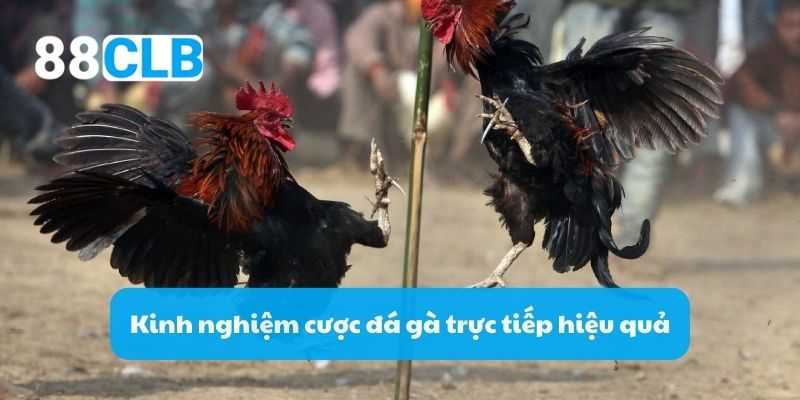 Kinh nghiệm cược đá gà trực tiếp hiệu quả