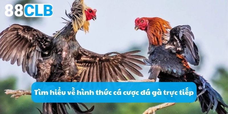 Tìm hiểu về hình thức cá cược đá gà trực tiếp