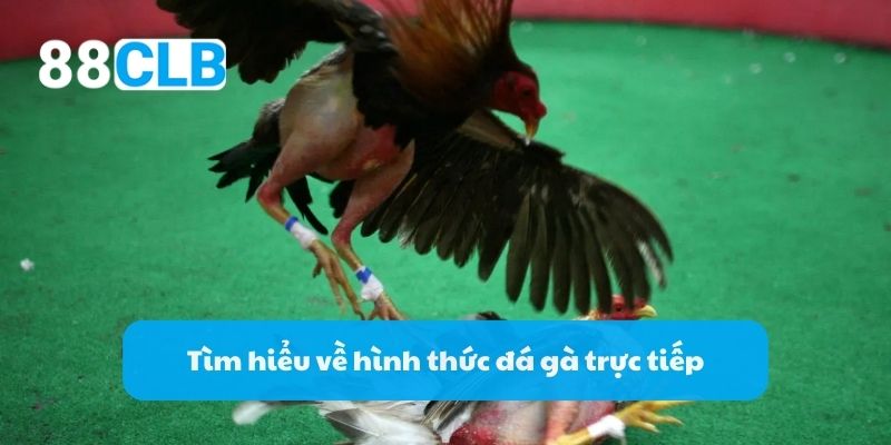 Tìm hiểu về hình thức đá gà trực tiếp