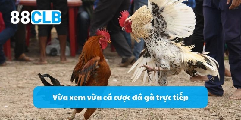 Vừa xem vừa cá cược đá gà trực tiếp